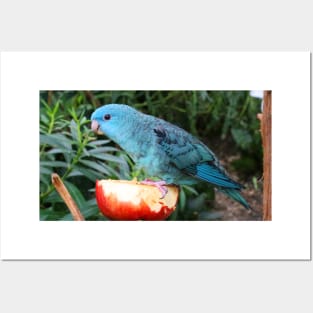 Blue Lineolated Parakeet on the Big Apple Posters and Art